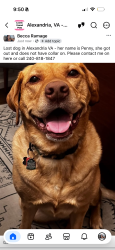 Reunited Female Dog last seen Fort hunt road, Alexandria VA, Alexandria, VA 22314