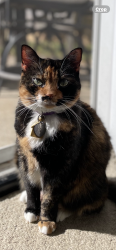 Reunited Female Cat last seen Willow Creek, Nashville, TN 37221