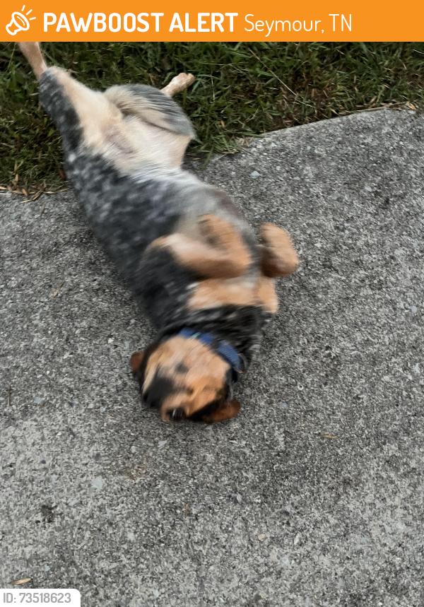 Found/Stray Female Dog last seen By intermediate school, Seymour, TN 37865