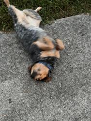 Found/Stray Female Dog last seen By intermediate school, Seymour, TN 37865
