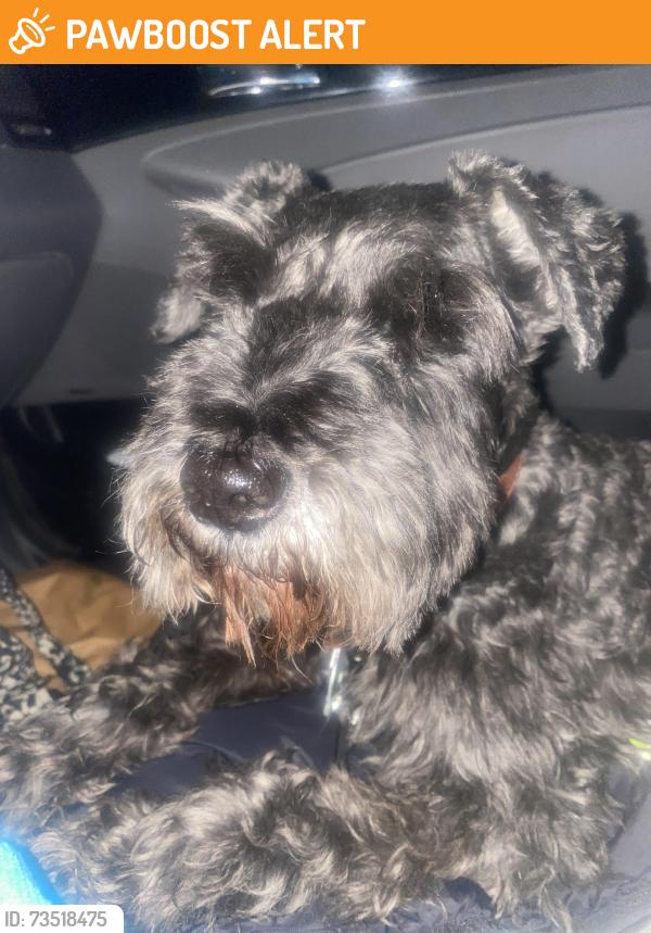 Found/Stray Male Dog last seen Sequoia / Old Mission, SSF, South San Francisco, CA 94080