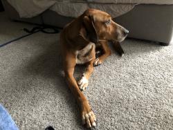 Reunited Male Dog last seen SCOR sports complex, Richmond, VA 23220