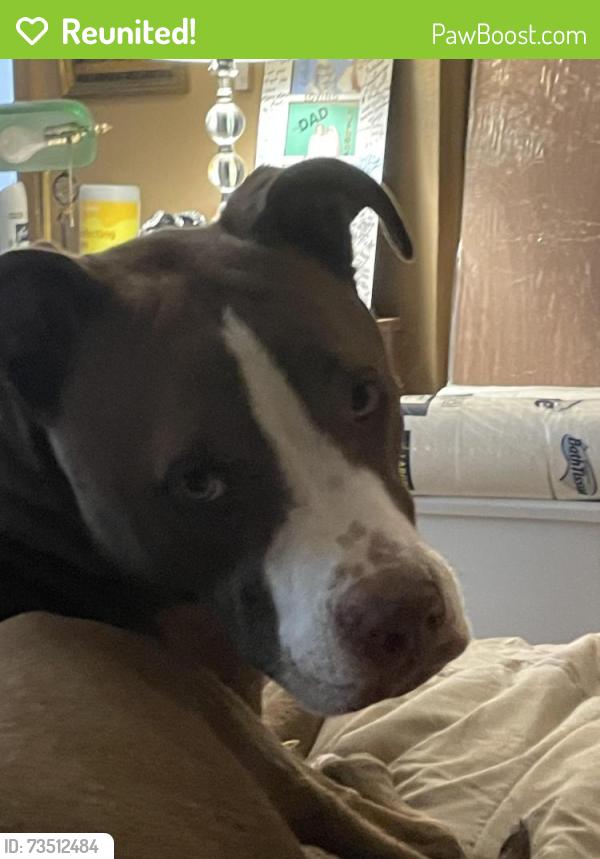 Reunited Male Dog last seen 112th ave and Colorado Blvd. Thornton, Thornton, CO 80233