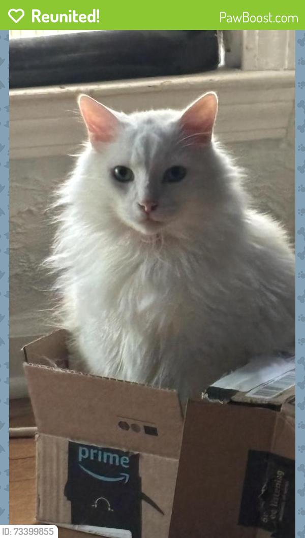 Reunited Male Cat last seen E 133rd Terrace and Park Hills Drive, Grandview, MO 64030