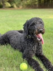 Lost Male Dog last seen Near birch bark dr, Virginia Beach, VA 23452