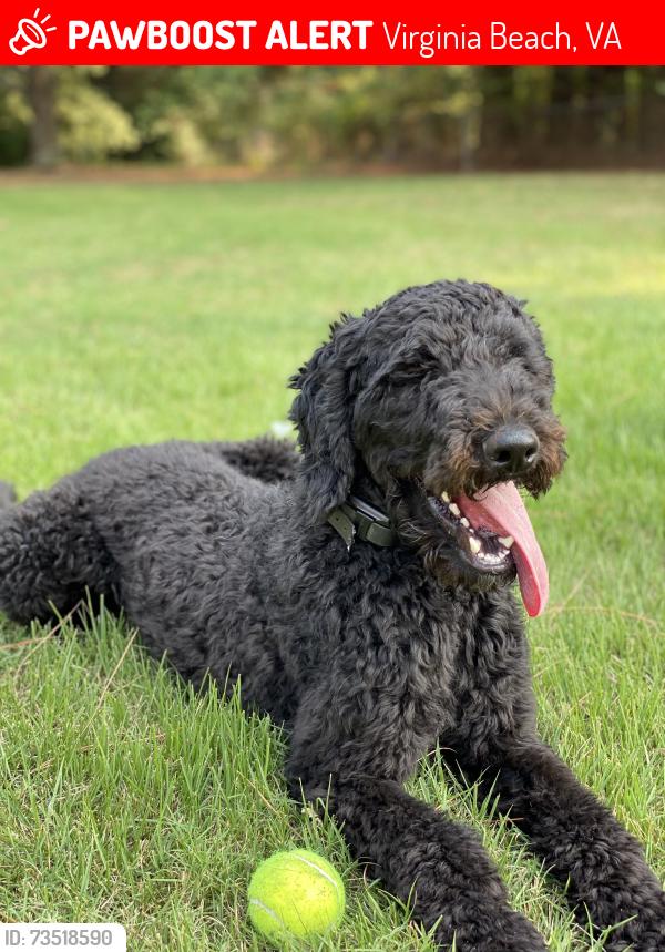 Lost Male Dog last seen Near birch bark dr, Virginia Beach, VA 23452