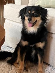 Lost Female Dog last seen Last seen on Montclaire Ave in Tillage Farms, Princeton around 8:45pm, Princeton, TX 75407