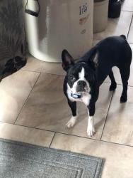 Reunited Female Dog last seen Alico and S Tamiami Trail Fort Myers, Fort Myers, FL 33908