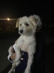 Found/Stray Male Dog last seen Oak Avenue Parkway and Creekside Drive, Folsom, CA 95630