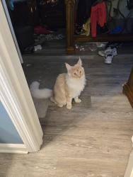 Reunited Male Cat last seen Tidus rd and windrow way, Panama City, FL 32404