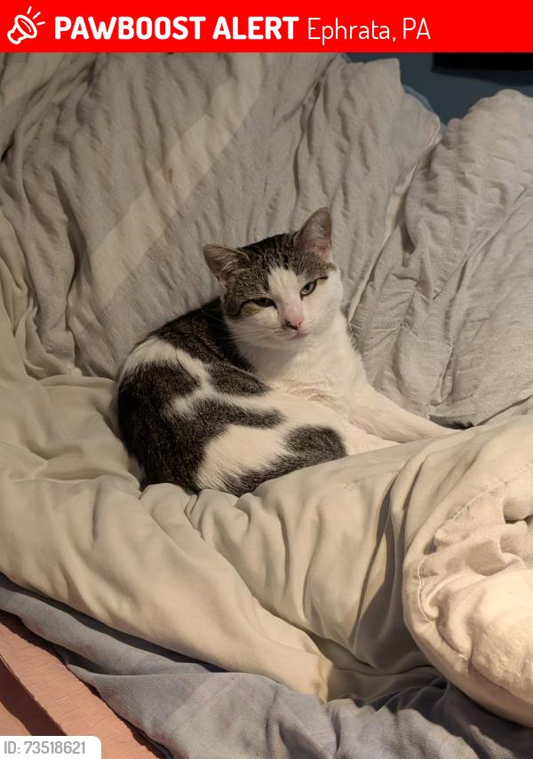Lost Female Cat last seen West Main Street and Charles Place, Ephrata, PA 17522