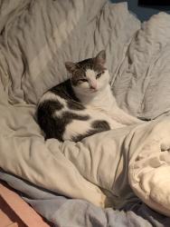 Lost Female Cat last seen West Main Street and Charles Place, Ephrata, PA 17522