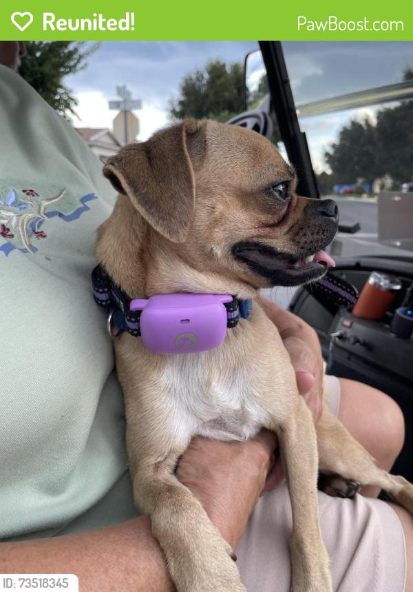 Reunited Male Dog last seen Sw14th Avenue rd, Ocala, FL 34473