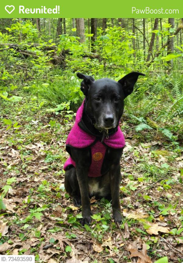 Reunited Female Dog last seen Gardenside, Lexington, KY 40504
