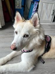 Reunited Female Dog last seen Crunch & Panera on William cannon, Austin, TX 78749