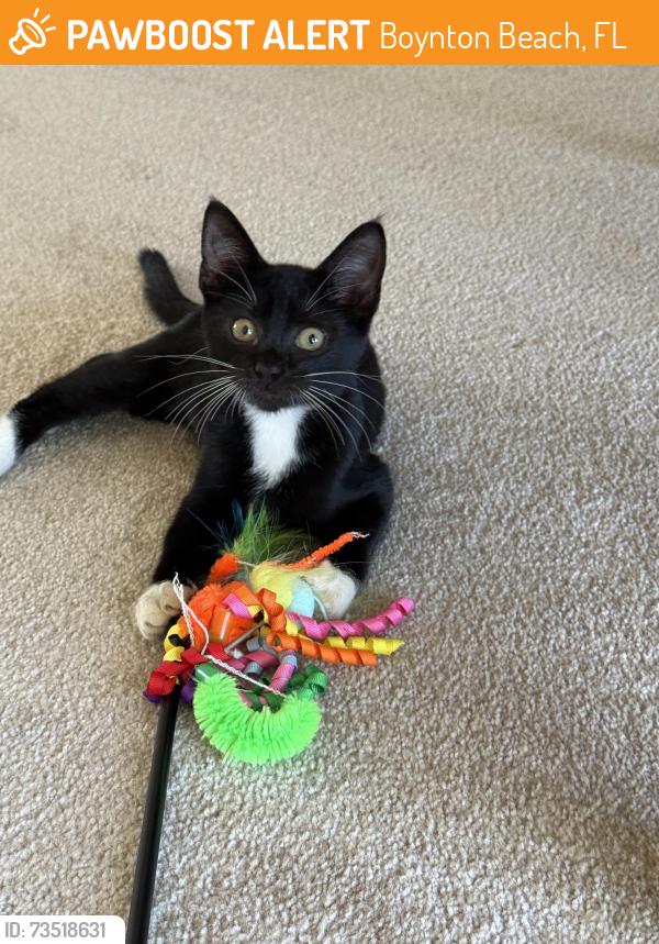 Found/Stray Unknown Cat last seen Cypress Creek West, Boynton Beach, FL 33436