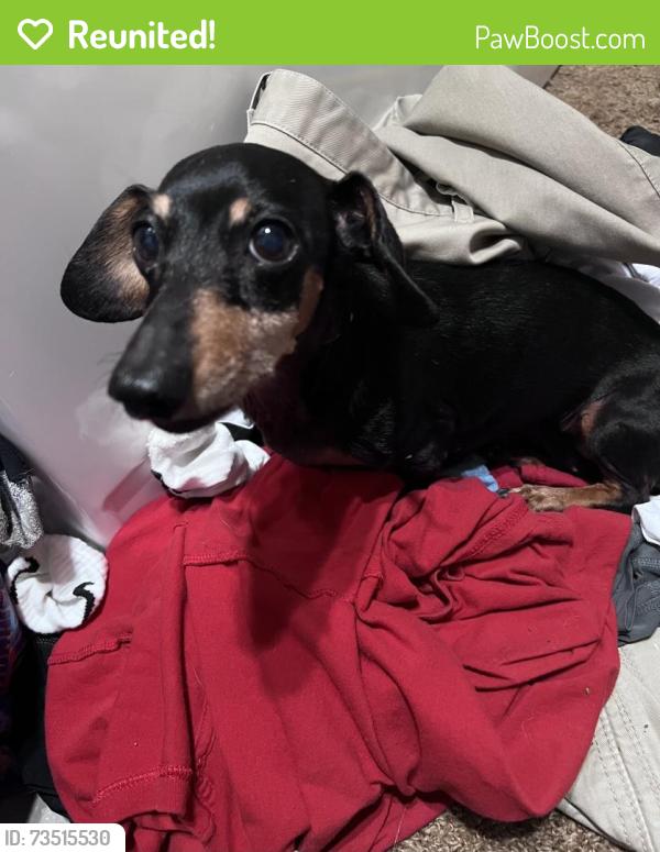 Reunited Female Dog last seen Cheltenham Dr, Palm Harbor, FL 34684