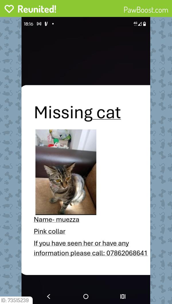 Reunited Female Cat last seen Bickerdike Avenue Manchester, Manchester, England 