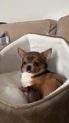 Reunited Male Dog last seen Blackburn road, Blackburn with Darwen, England BB3 0AG