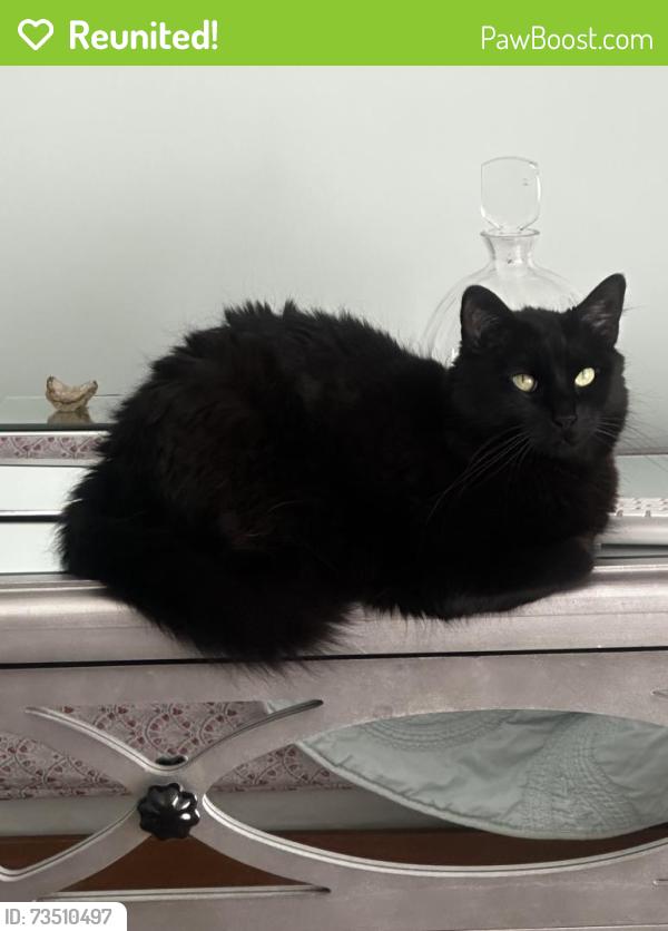 Reunited Female Cat last seen North tropic lane, Vero Beach, FL 32960