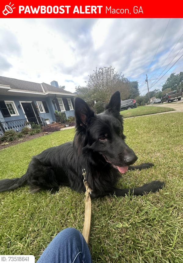 Lost Male Dog last seen Vineville, Macon, GA 31204
