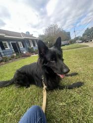 Lost Male Dog last seen Vineville, Macon, GA 31204
