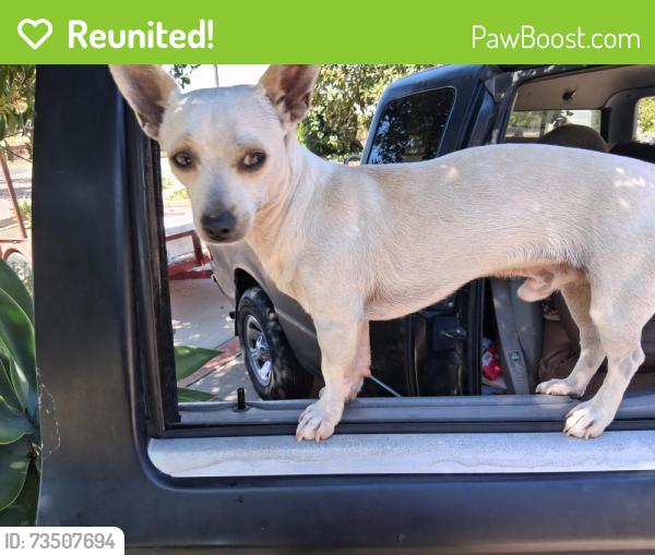 Reunited Male Dog last seen Near parkway dr la mesa cal, La Mesa, CA 91942