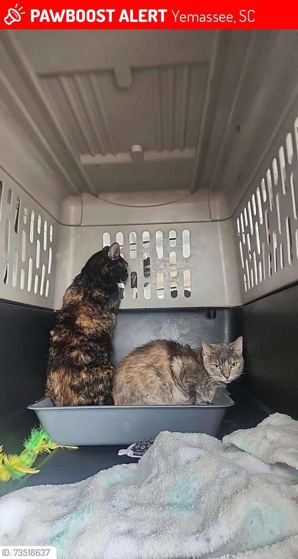 Lost Female Cat last seen Love Story gas station at 6 am, Yemassee, SC 29945