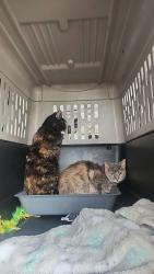 Lost Female Cat last seen Love Story gas station at 6 am, Yemassee, SC 29945