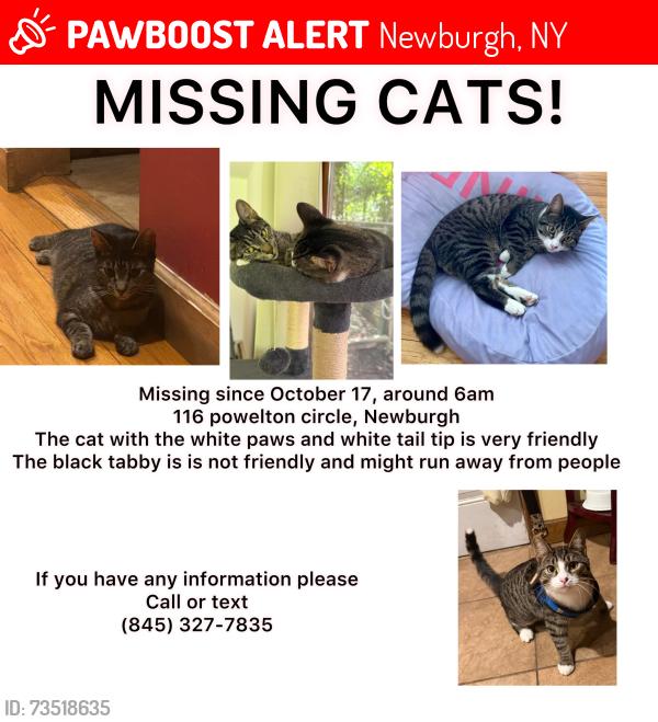 Lost Female Cat last seen Powelton circle, Newburgh, NY 12550