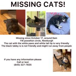 Lost Female Cat last seen Powelton circle, Newburgh, NY 12550