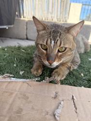 Lost Male Cat last seen San Miguel and southern, South Gate, CA 90280