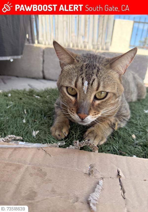 Lost Male Cat last seen San Miguel and southern, South Gate, CA 90280