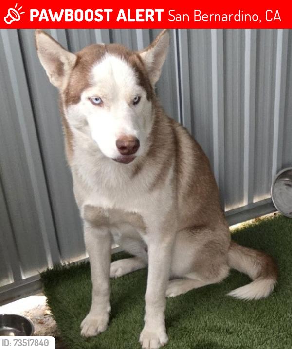 Lost Male Dog last seen California 28st, San Bernardino, CA 92407