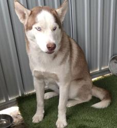Lost Male Dog last seen California 28st, San Bernardino, CA 92407