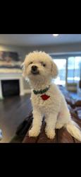 Reunited Male Dog last seen Mapleleaf Falls, Allen, Allen, TX 75002