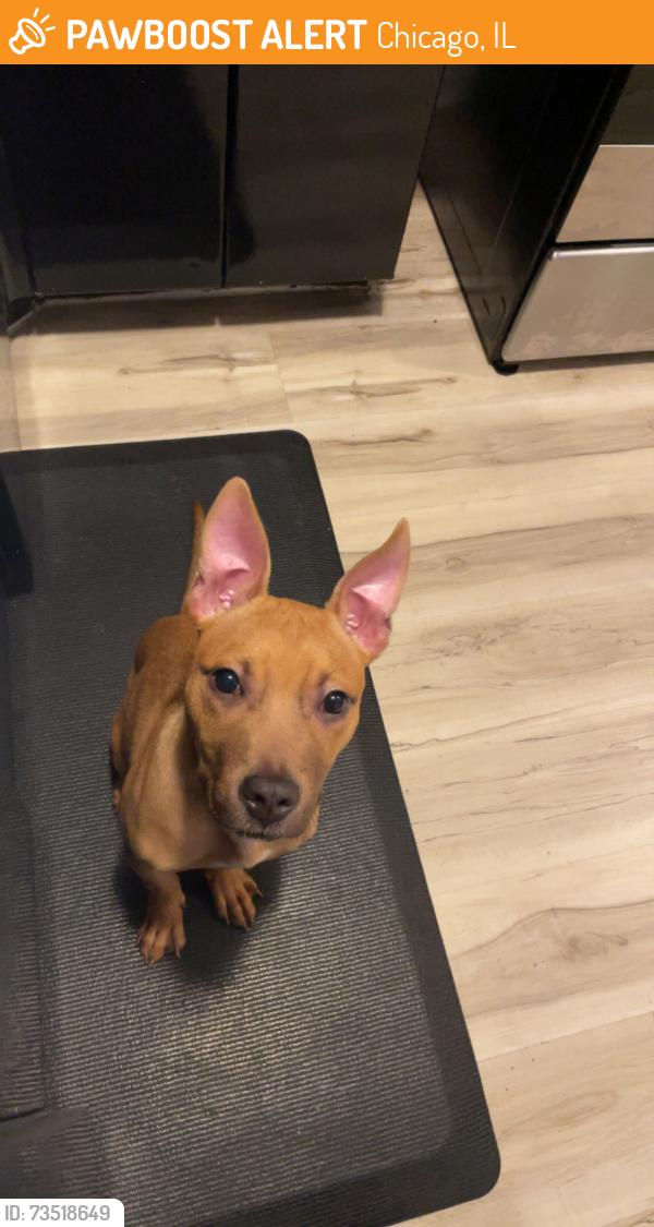 Found/Stray Female Dog last seen Cicero & Polk, Chicago, IL 60644