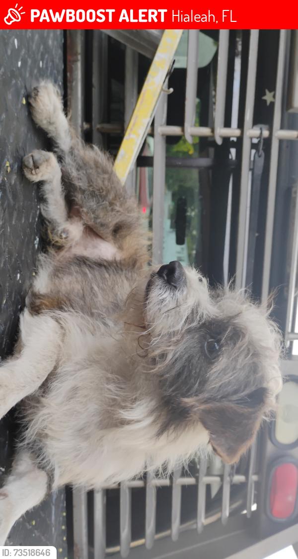 Lost Male Dog last seen I live between the Allapattah and Santa Clara train stations., Hialeah, FL 33013