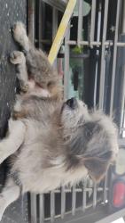 Lost Male Dog last seen I live between the Allapattah and Santa Clara train stations., Hialeah, FL 33013