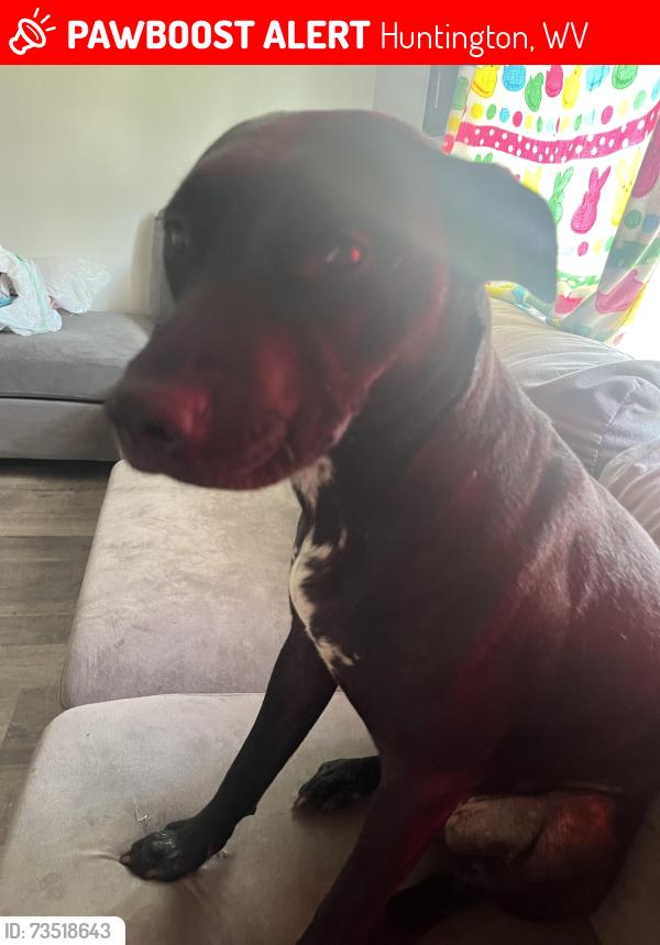 Lost Female Dog last seen Near 27th st is where we live but she got out of my door and took off, Huntington, WV 25702