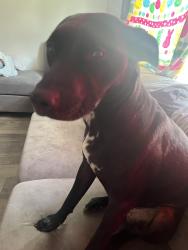 Lost Female Dog last seen Near 27th st is where we live but she got out of my door and took off, Huntington, WV 25702