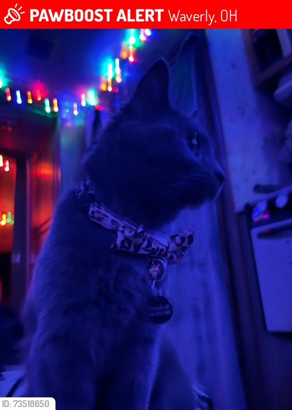 Lost Female Cat last seen Gibsons, Waverly, OH 45690