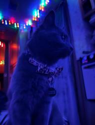 Lost Female Cat last seen Gibsons, Waverly, OH 45690