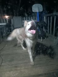 Found/Stray Male Dog last seen Gambrell and hamblin, Greenwood, MO 64082