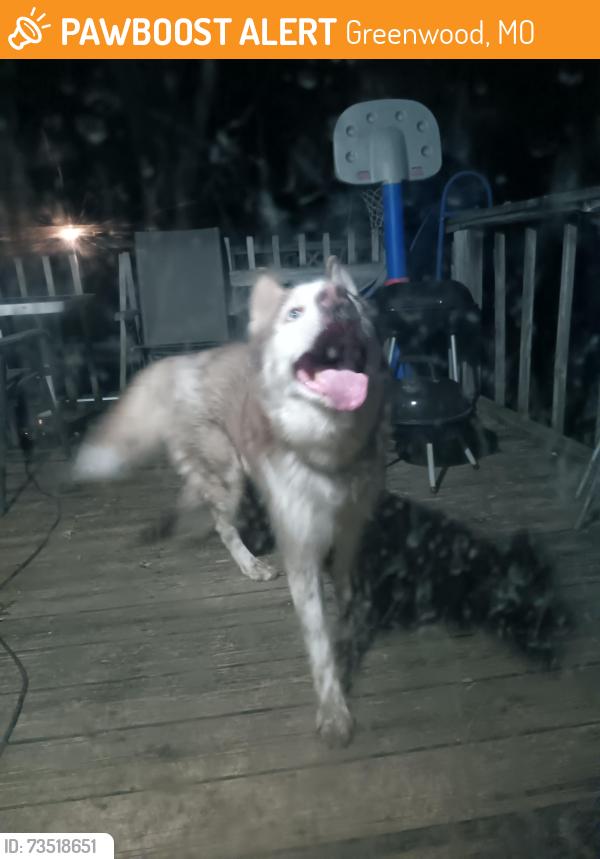 Found/Stray Male Dog last seen Gambrell and hamblin, Greenwood, MO 64082