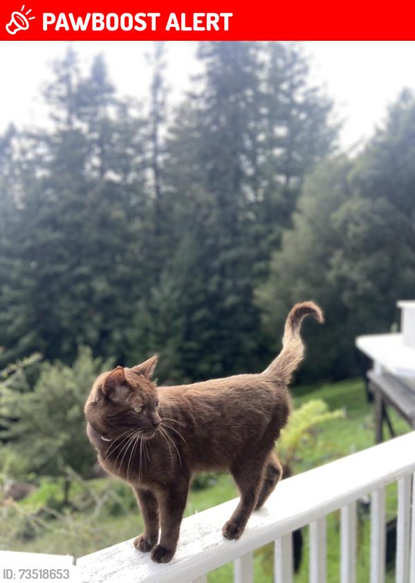 Lost Male Cat last seen Soquel San Jose rd, Santa Cruz County, CA 95073