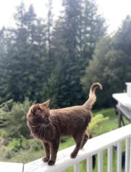 Lost Male Cat last seen Soquel San Jose rd, Santa Cruz County, CA 95073