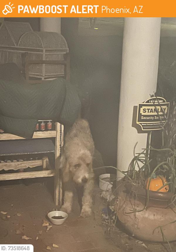 Found/Stray Unknown Dog last seen Central Ave / Camelback Rd, Phoenix, AZ 85012