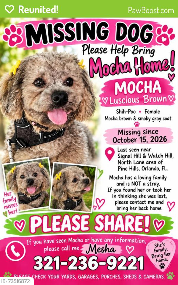 Reunited Female Dog last seen Signal Hill Rd, Orlando, FL 32808, USA, Orlando, FL 32808
