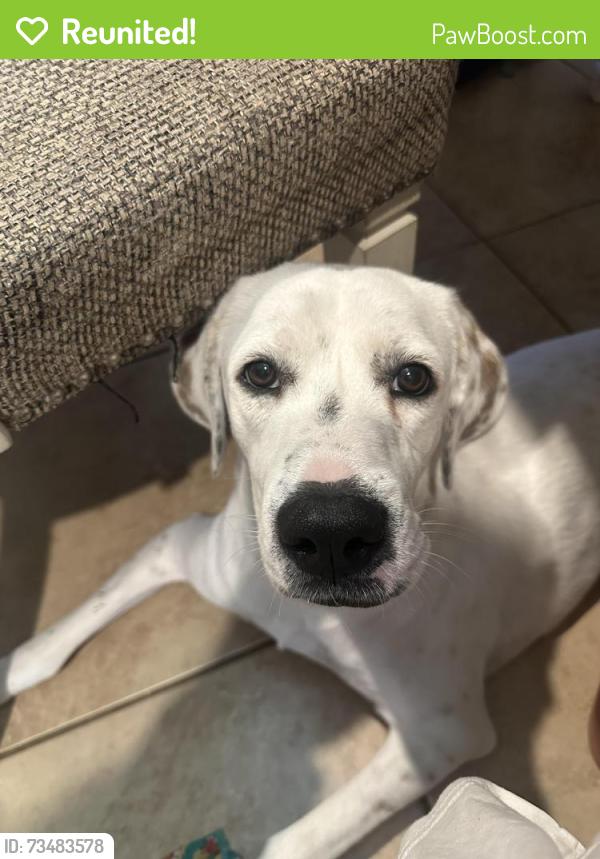 Reunited Female Dog last seen 2 mile and Mayberry, Mission, TX 78574
